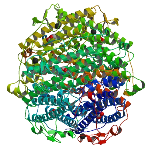 Catalase