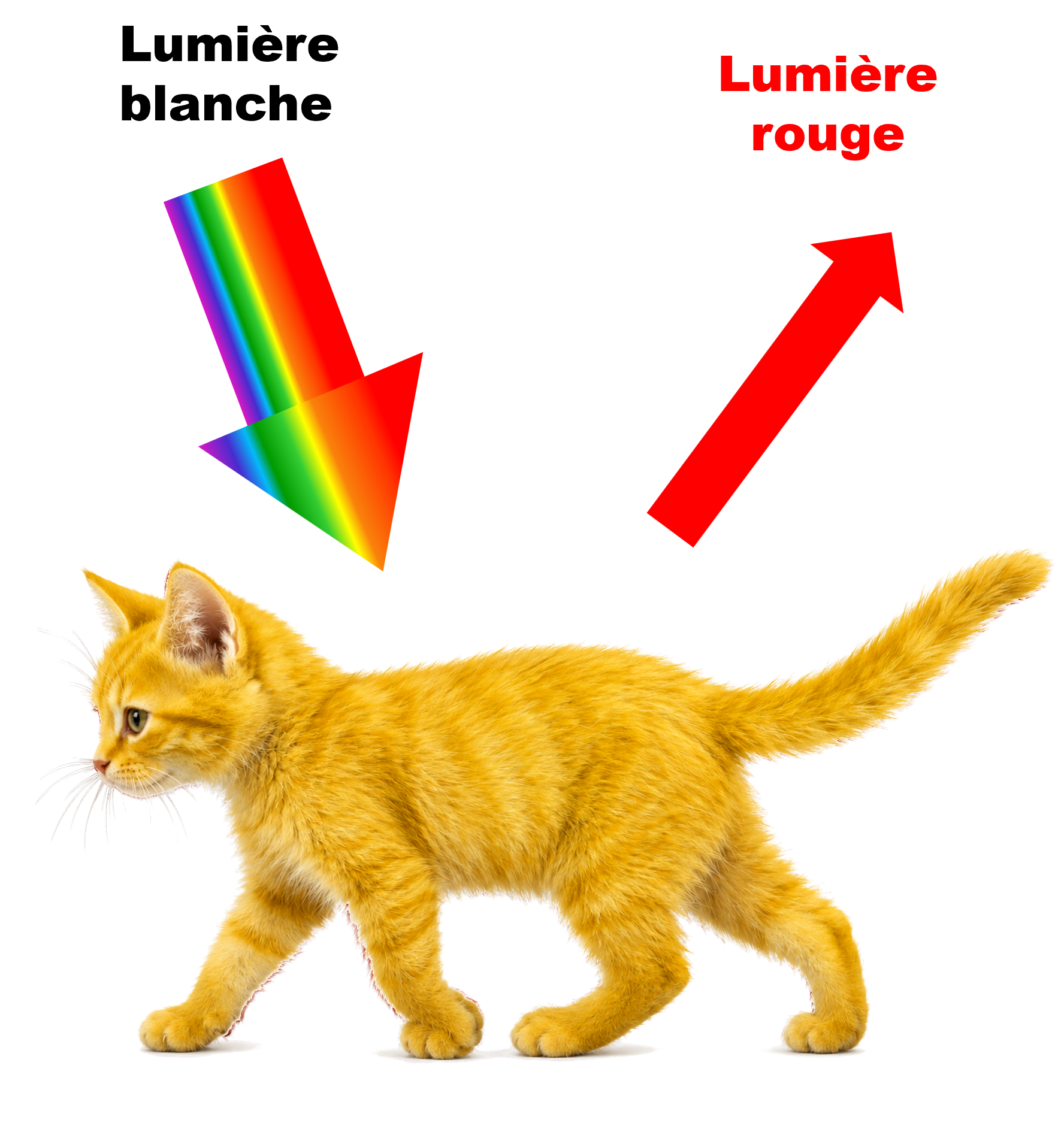 Chat jaune lumiere blanche