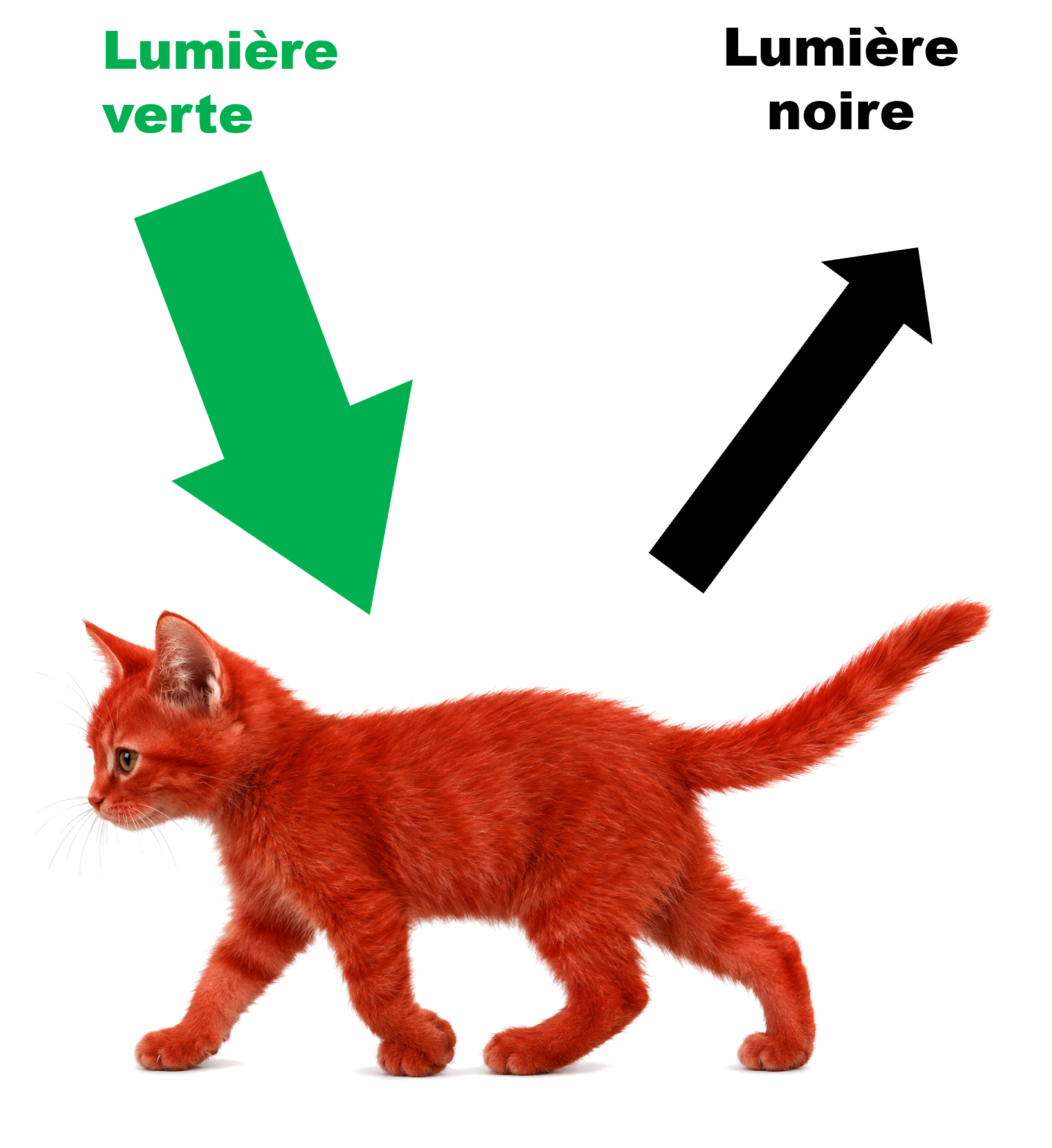 Chat rouge lumiere verte