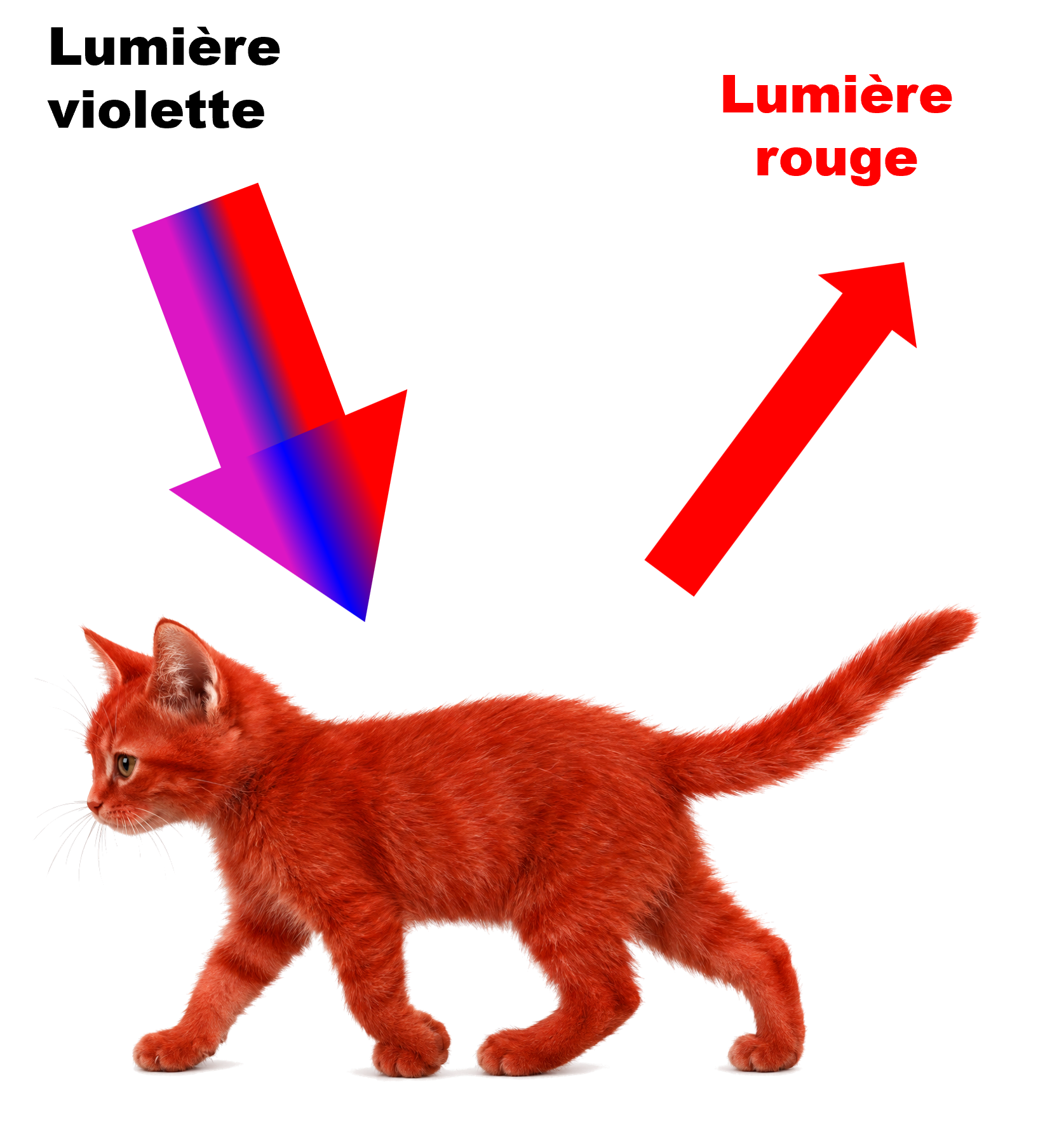 Chat rouge lumiere violette