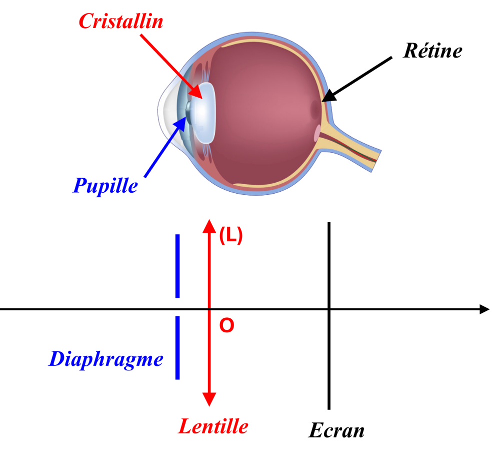 Modele oeil