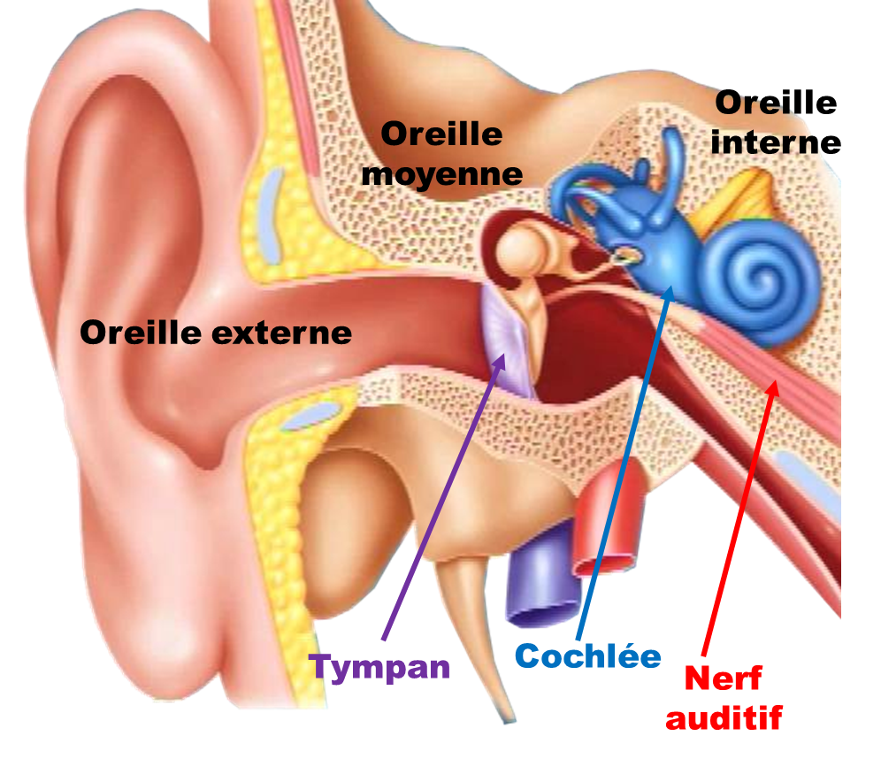 Oreille